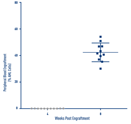 AML Studies