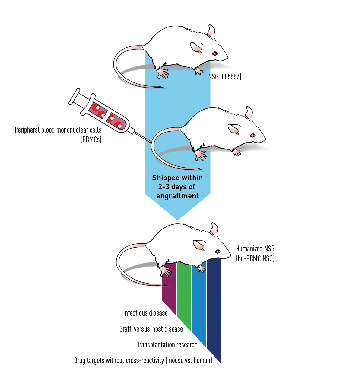 PBMC humanization process